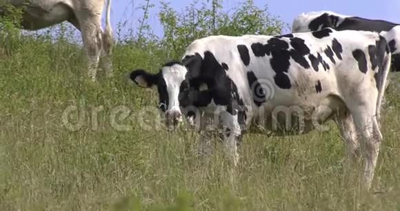 在山上放牧的牛群视频的预览图