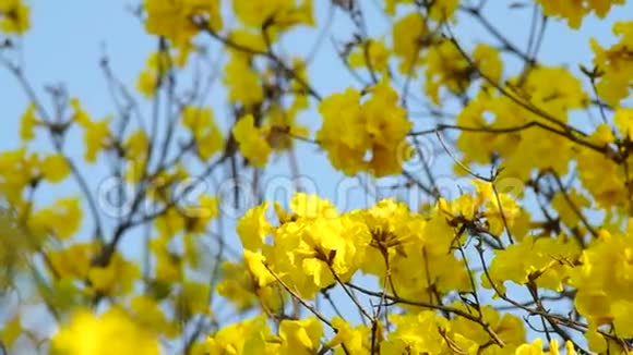 金色的树花在摇动视频的预览图