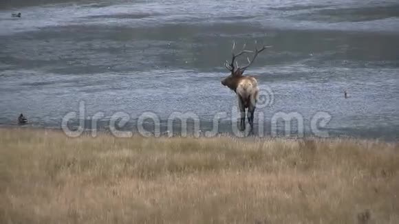池塘里的公牛麋鹿视频的预览图
