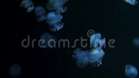 水下视频与水母蓝色水族馆彩色水视频的预览图