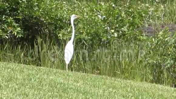 佛罗里达的大白鹭视频的预览图