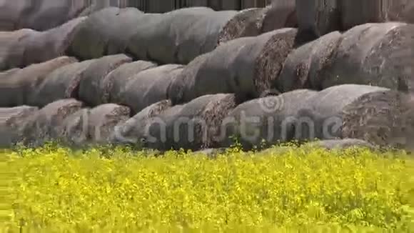 旧草捆堆在黄菜田上视频的预览图