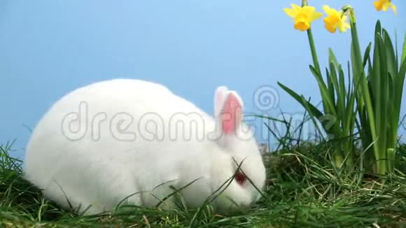 兔子用黄色水仙花在草地上嗅嗅视频的预览图