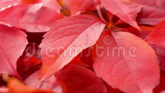 美丽的秋红落叶视频的预览图