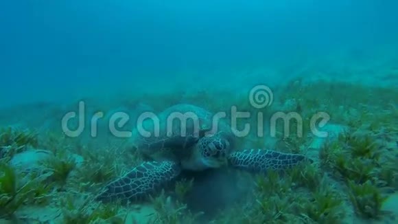 龟吃海藻慢动作视频的预览图