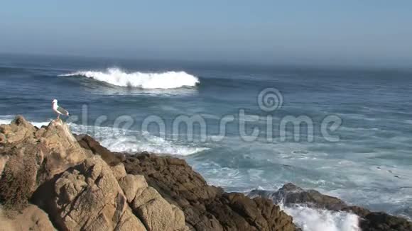 海鸥韦斯特考斯特加利福尼亚美国视频的预览图