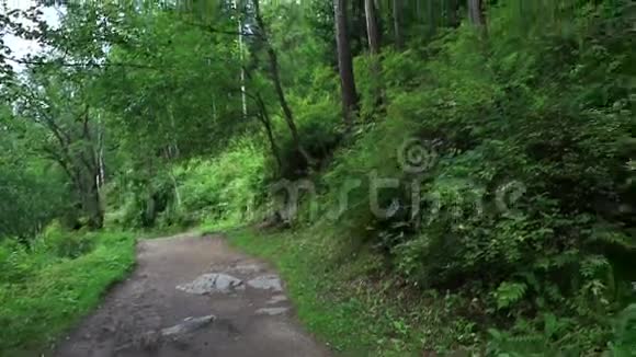 山坡上混合森林的全景视频的预览图