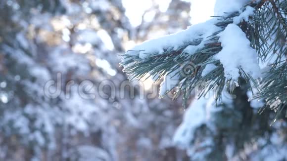 树木在雪冬的背景下慢动作录像圣诞节常绿云杉树与新鲜的雪冻松视频的预览图