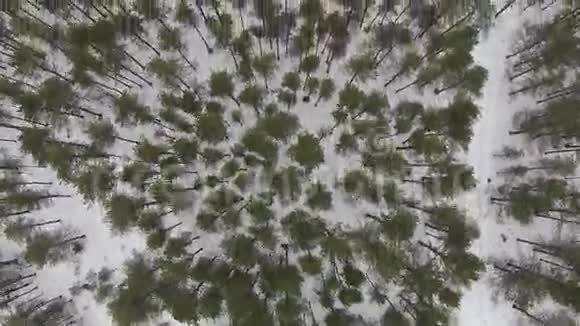 在多云天气的冬季森林上空飞行视频的预览图