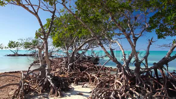 古巴卡约朱蒂亚斯海滩加勒比海海滨红树林视频的预览图