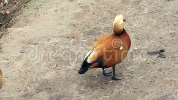 食黄红纬水鸟科视频的预览图