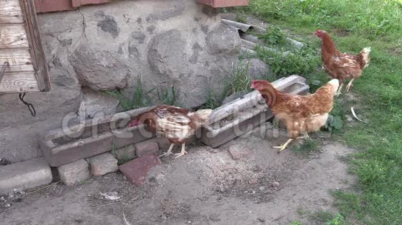 鸡鸡从鸡舍的食槽中喂入视频的预览图