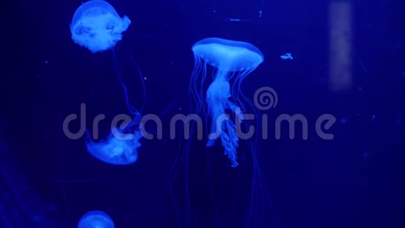 水下视频与水母蓝色水族馆彩色水视频的预览图