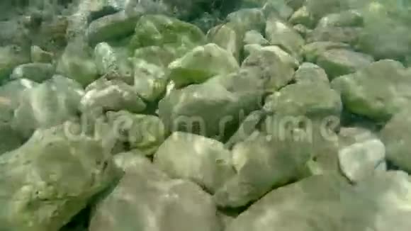 浅岩海底带鱼视频的预览图