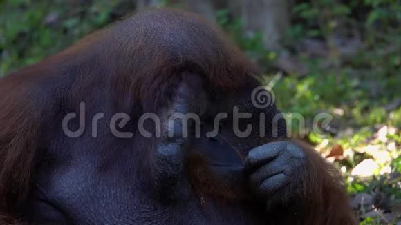 婆罗洲猩猩猴子PongoPygmaeus画像视频的预览图