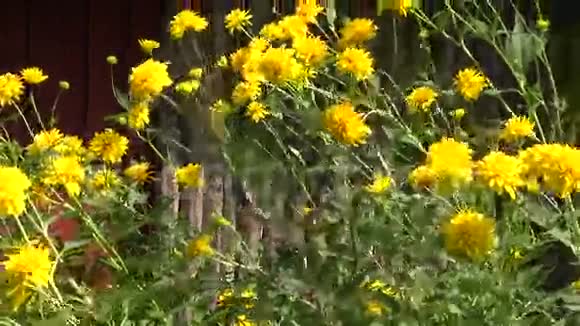 黄色美丽的秋天农场的大丽花视频的预览图