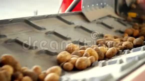 特写土豆在专用传送带上移动马铃薯收获作物视频的预览图