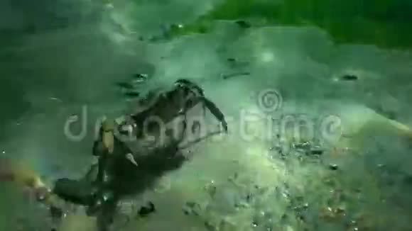 大青蟹马奈斯跑得很快视频的预览图