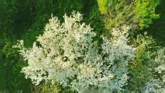 鸟瞰美丽绽放的苹果树花园空中镜头视频的预览图