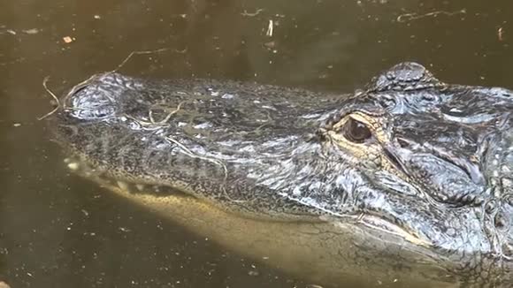尼罗河鳄鱼半淹没在水中视频的预览图