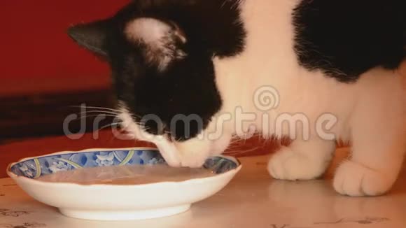 猫从碟子里舔牛奶视频的预览图
