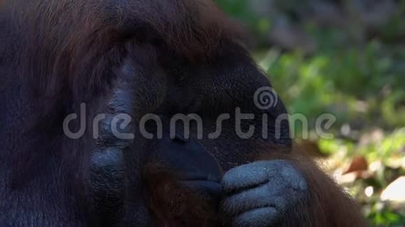 婆罗洲猩猩猴子PongoPygmaeus画像视频的预览图
