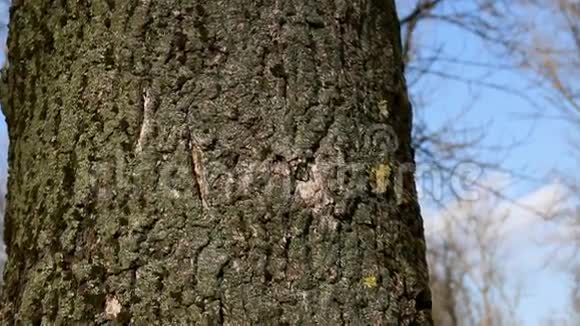 青苔的树皮视频的预览图