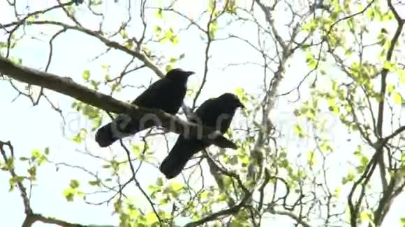 公园里的乌鸦视频的预览图