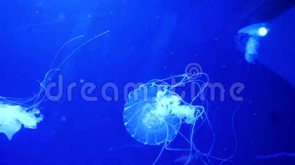 水下视频与水母蓝色水族馆彩色水视频的预览图