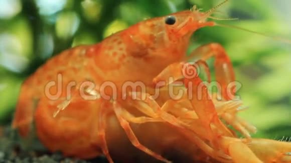 墨西哥矮小龙虾在纳米水族馆交配视频的预览图