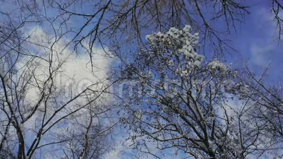 在森林里下雪的时候树枝上的雪视频的预览图