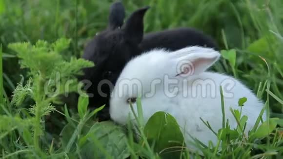 夏天草地上的小兔子视频的预览图