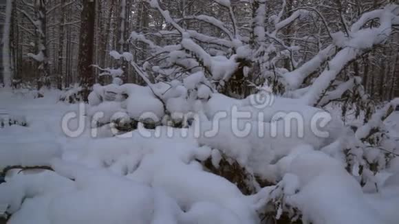 冬季松林带雪漂流股票录像视频的预览图