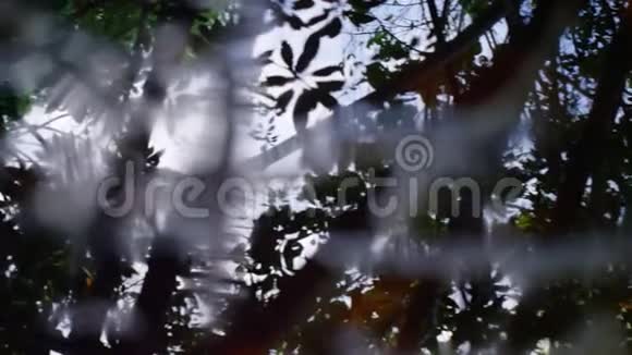剪影的树叶视频的预览图