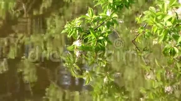 绿湖上的花叶视频的预览图