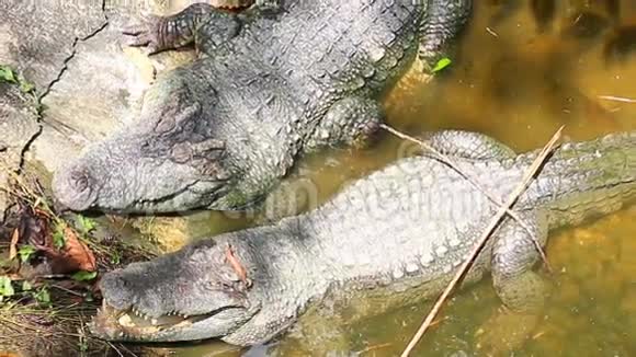 鳄鱼在池塘里睡觉放大视频的预览图