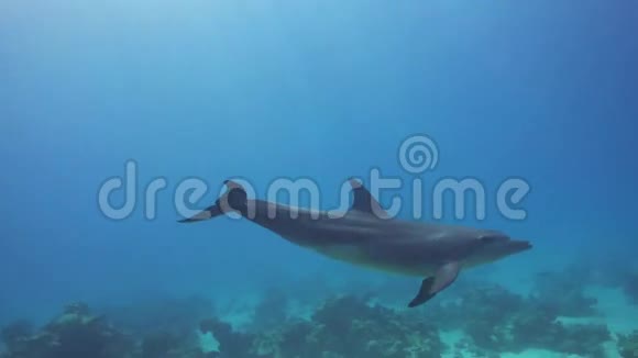 潜水员附近的海豚游泳视频的预览图