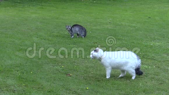 两只不友好的猫相遇最后在绿色公园逃跑视频的预览图
