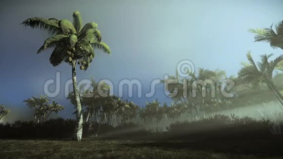 棕榈树在风中飘荡晨雾视频的预览图