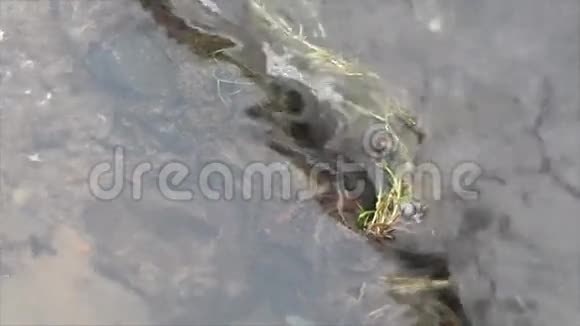 木头上的小溪流视频的预览图