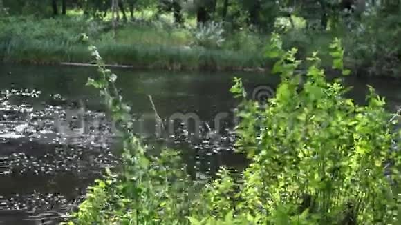 森林里有绿色树叶的河流镜头视频的预览图