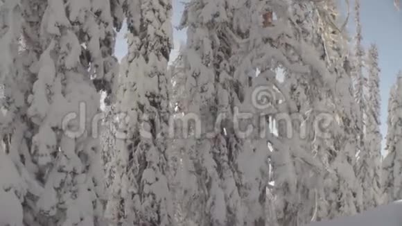 西伯利亚山脉的冬季森林视频的预览图