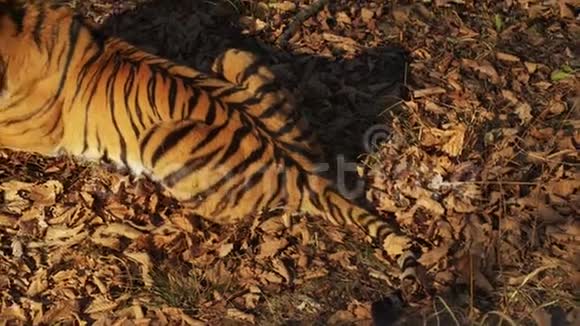 美丽的阿穆尔或乌苏里老虎躺在俄罗斯普里莫尔斯基野生动物园视频的预览图