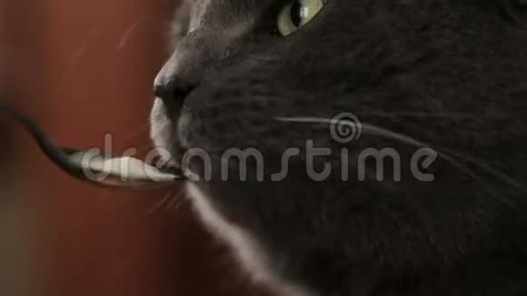 英国短毛猫用勺子吃你的肉视频的预览图