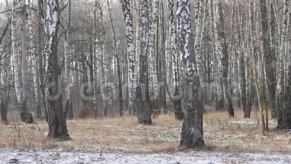 冬天桦树林的全景细长的白色树视频的预览图