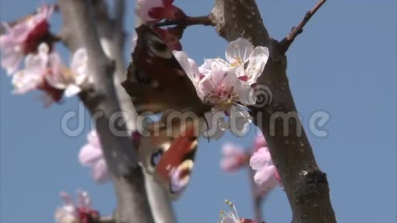 彩蝶是杏花的乳花蜜视频的预览图