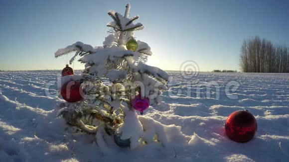 白雪皑皑的新年田野上的圣诞树时间流逝4K视频的预览图