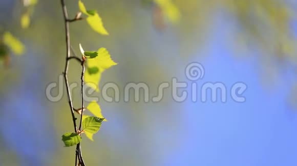 有嫩绿叶子的桦树枝视频的预览图