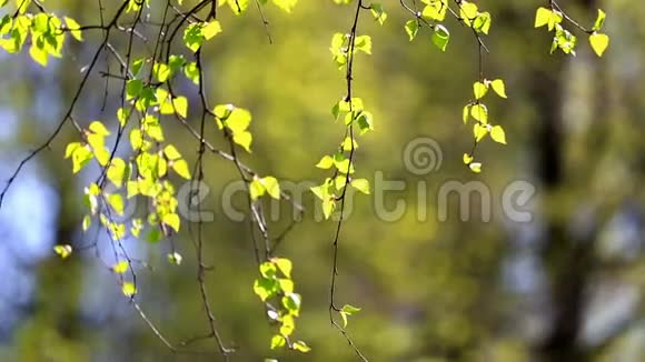 有嫩绿叶子的桦树枝视频的预览图
