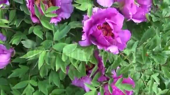 美丽的牡丹花丛夏日花园视频的预览图